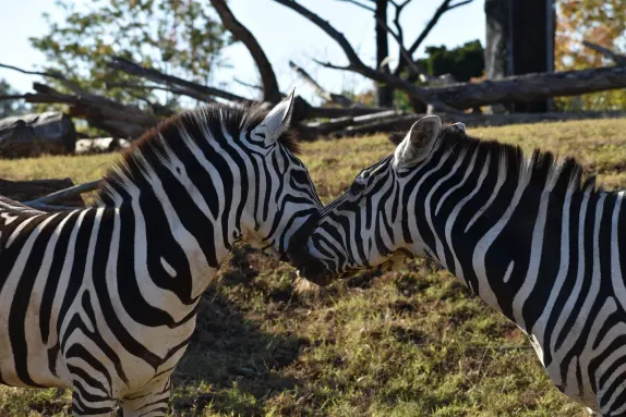 Casino Rockn Rolla Stuðningur